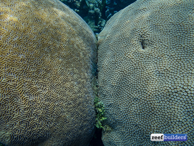 giant-brain-coral-2