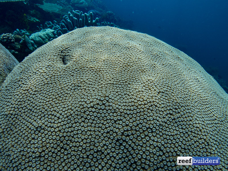giant-brain-coral-3