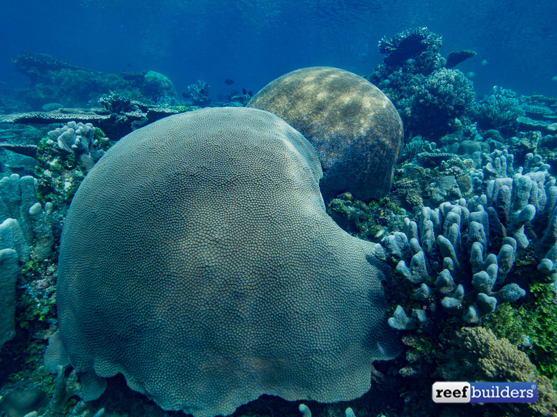 giant-brain-coral-5