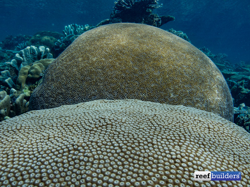 giant-brain-coral-6