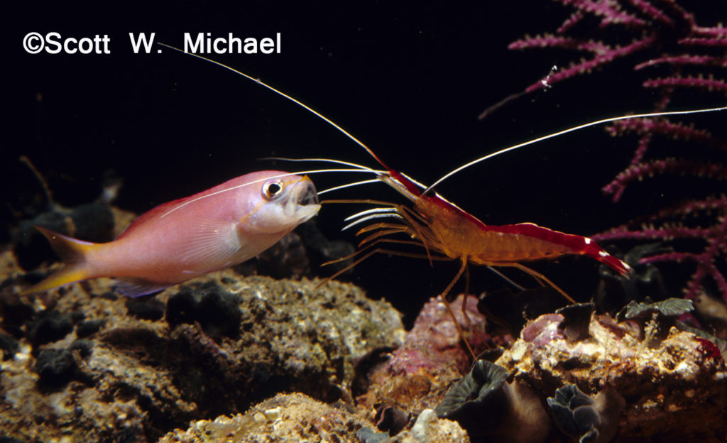 The sturdy appendages of the shrimp meticulously cleans the inside of the Anthias' mouth.