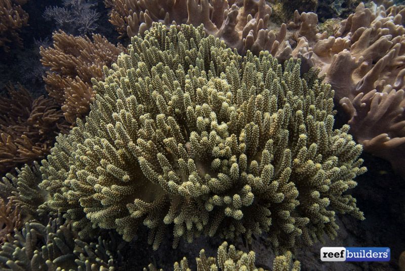 皮革-珊瑚-raja-ampat-1