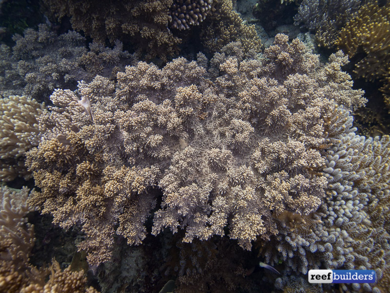 皮革-corals-raja-ampat-5