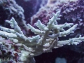 夸贾林环礁的珊瑚
