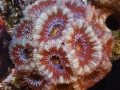 home-corals-12