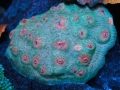 home-corals-6