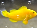 golden-clownfish