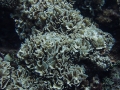 珊瑚s of Kwajalein Atoll