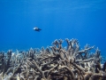夸贾林环礁的珊瑚