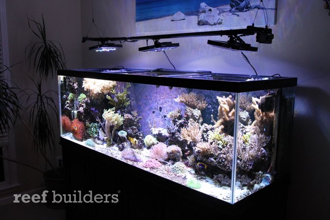 珊瑚礁水族馆LED灯