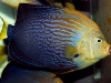 maze-angelfish-chaetodontoplus-10