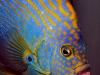 maze-angelfish-chaetodontoplus-12