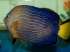 maze-angelfish-chaetodontoplus-3