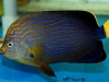 maze-angelfish-chaetodontoplus-4