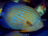 maze-angelfish-chaetodontoplus-5