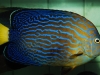 maze-angelfish-chaetodontoplus-6