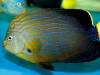 maze-angelfish-chaetodontoplus-8