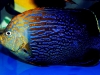 maze-angelfish-chaetodontoplus-9
