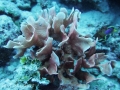 珊瑚s of Kwajalein Atoll