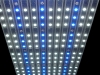 sfiligio成因LED模组白色和蓝色