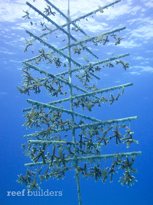 staghorn珊瑚