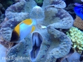tridacna-gigas-giant-clam-1