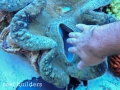tridacna-gigas-giant-clam-2