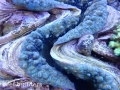 tridacna-gigas-giant-clam-5