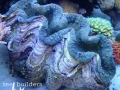 tridacna-gigas-giant-clam-6