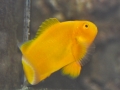 golden-clownfish-2-2
