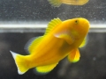 golden-clownfish-3-2