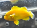 golden-clownfish-4-2