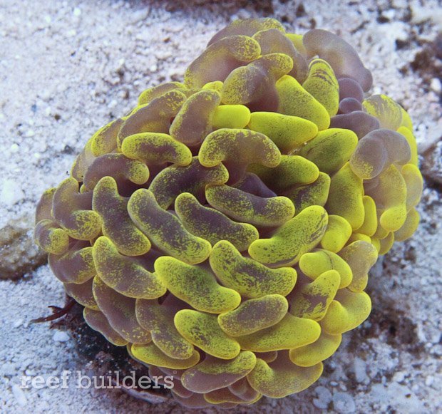 霓虹灯柠檬石灰黄锤珊瑚