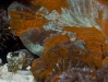 cuttlefish-mating-4