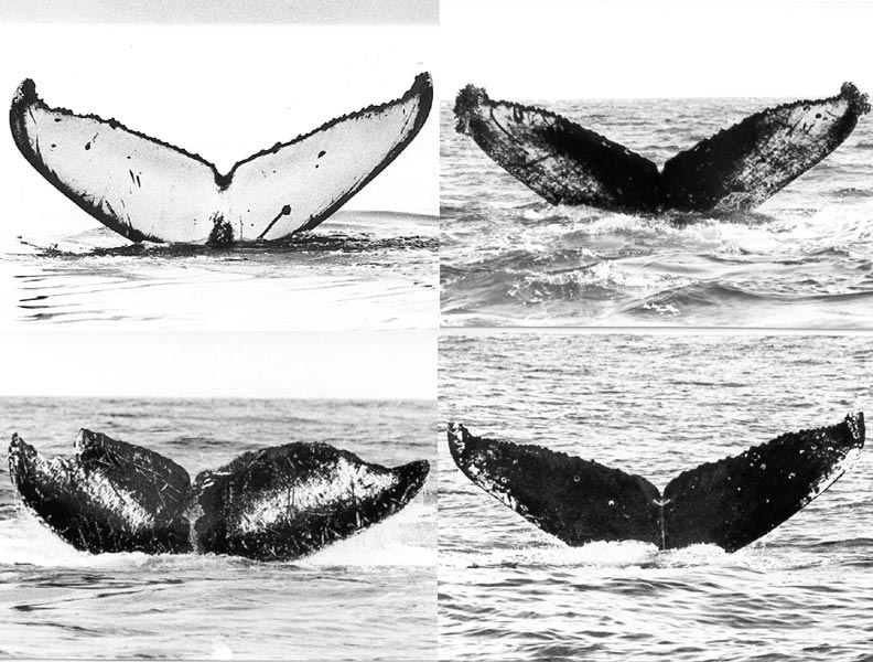 驼背鲸侥幸就像一个指纹，每个图案都是独一无二的。照片Credit：WildWhales.org