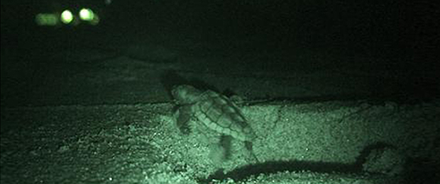 Loggerhead孵化头朝佛罗里达州的酒店灯光射击|信用：海龟保护区