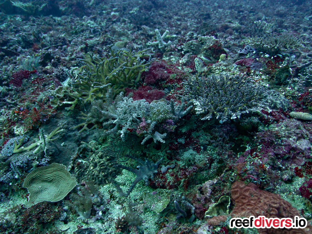 珊瑚在Malapascua